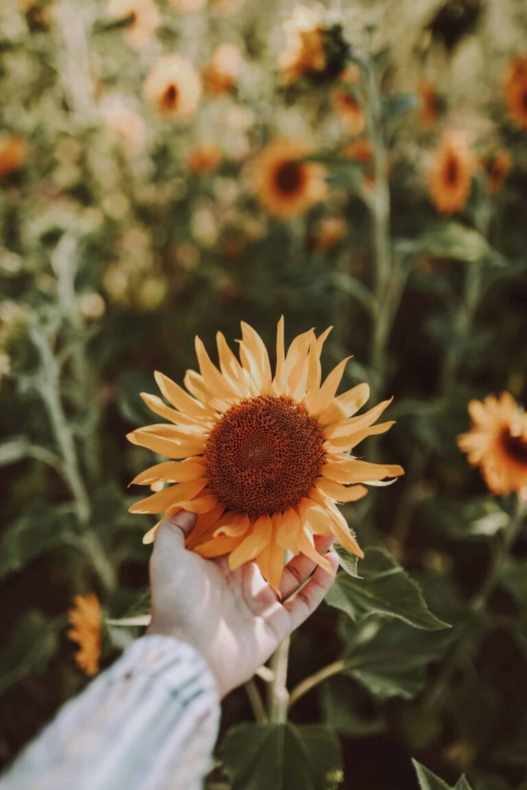 Sunflowers for Sal