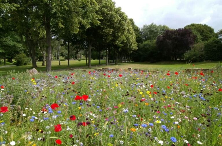 Establishing a pollinator haven