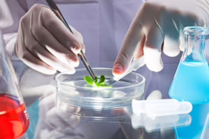 Od laboratorium do ogrodu jak przemysl biotechnologiczny tworzy nowe odmiany roslin
